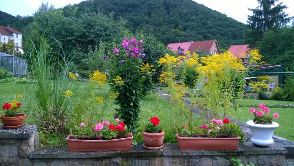 Ferienwohnung Bergblick - Inklusive Bodetal Therme Thale Exterior foto